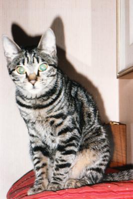 DIXY (05.06.1992-24.06.2008)