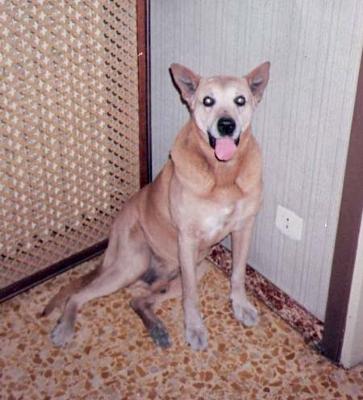 JOBY