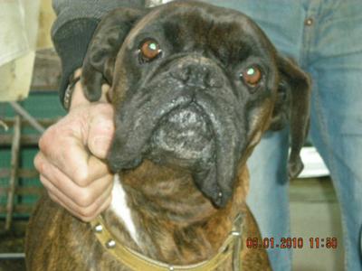 YAKO 18/03/2001-10/08/2010