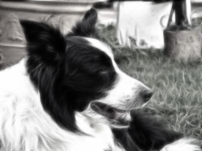 JACK