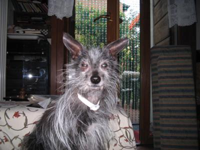 DAFFY